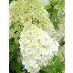Bugás hortenzia - "Polar Bear" - Hydrangea Paniculata