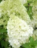 Bugás hortenzia - "Polar Bear" - Hydrangea Paniculata