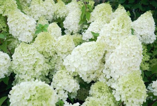 Bugás hortenzia - "Polar Bear" - Hydrangea Paniculata