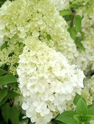 Bugás hortenzia - "Polar Bear" - Hydrangea Paniculata