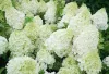 Bugás hortenzia - "Polar Bear" - Hydrangea Paniculata