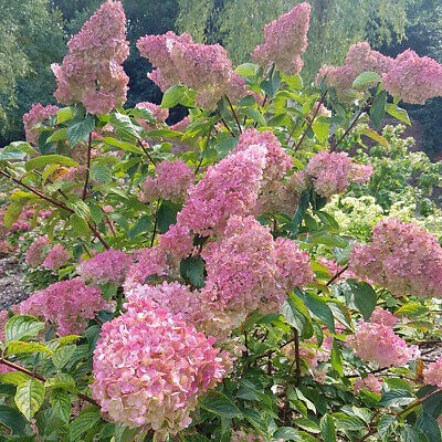 Bugás hortenzia - "Polar Bear" - Hydrangea Paniculata