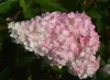 Bugás hortenzia - "Polar Bear" - Hydrangea Paniculata