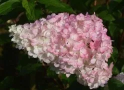Bugás hortenzia - "Polar Bear" - Hydrangea Paniculata