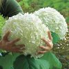 Cserjés Hortenzia " Strong Annabelle" - Hydrangea Arborescens 
