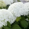 Cserjés Hortenzia " Strong Annabelle" - Hydrangea Arborescens 