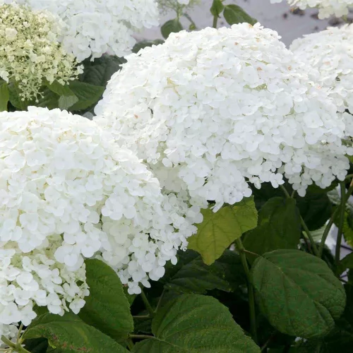 Cserjés Hortenzia " Strong Annabelle" - Hydrangea Arborescens 