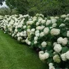 Cserjés Hortenzia " Strong Annabelle" - Hydrangea Arborescens 