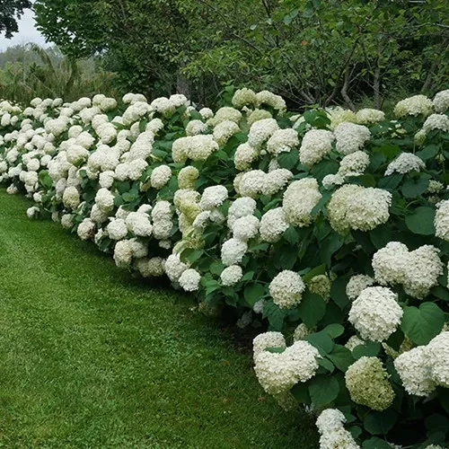 Cserjés Hortenzia " Strong Annabelle" - Hydrangea Arborescens 
