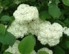 Cserjés Hortenzia " Sterilis" - Hydrangea Arborescens