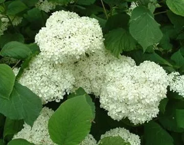 Cserjés Hortenzia " Sterilis" - Hydrangea Arborescens