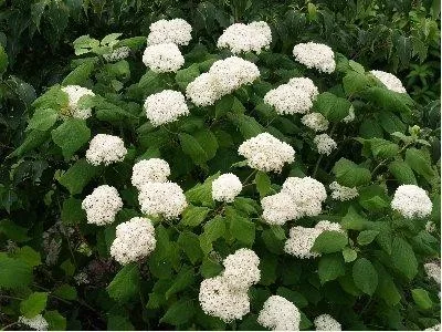 Cserjés Hortenzia " Sterilis" - Hydrangea Arborescens