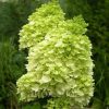 Bugás hortenzia - "Mojito" - Hydrangea Paniculata