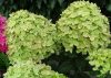 Bugás hortenzia - "Mojito" - Hydrangea Paniculata