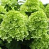 Bugás hortenzia - "Mojito" - Hydrangea Paniculata