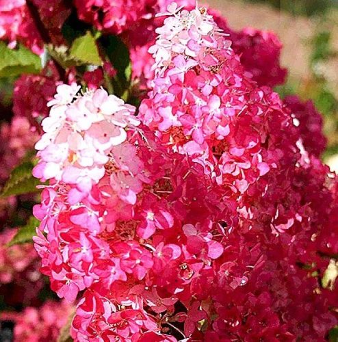 Bugás hortenzia - "Fraise Melba" - Hydrangea Paniculata - 3L