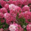 Bugás hortenzia - "Fraise Melba" - Hydrangea Paniculata - 3L