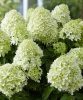 Bugás hortenzia - "Little Spooky" - Hydrangea Paniculata