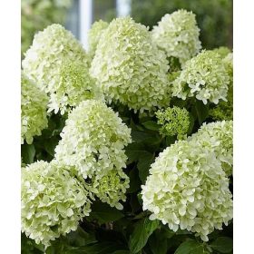   Bugás hortenzia - "Little Spooky" - Hydrangea Paniculata