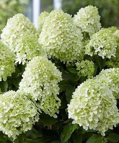 Bugás hortenzia - "Little Spooky" - Hydrangea Paniculata