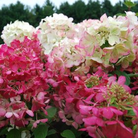  Bugás hortenzia - "Diamant Rouge" - Hydrangea Paniculata