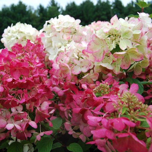 Bugás hortenzia - "Diamant Rouge" - Hydrangea Paniculata