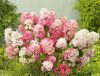 Bugás hortenzia - "Diamant Rouge" - Hydrangea Paniculata