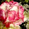 Bugás hortenzia - "Diamant Rouge" - Hydrangea Paniculata