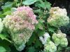 Tölgylevelű hortenzia " Harmony" Hydrangea quercifolia