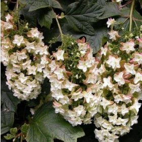   Tölgylevelű hortenzia " Black Porch" Hydrangea quercifolia