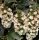 Tölgylevelű hortenzia " Black Porch" Hydrangea quercifolia
