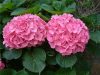 Rózsaszín virágú Kerti Hortenzia " Pretty Pink" - Hydrangea macrophylla