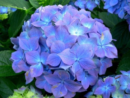 Kék virágú Kerti Hortenzia " Early Blue" - Hydrangea macrophylla Cs10