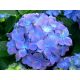 Kék virágú Kerti Hortenzia " Early Blue" - Hydrangea macrophylla Cs10