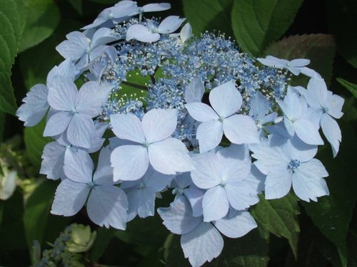 Fűrészeslevelű hortenzia - "Blue Deckle" - Hydrangea Serrata