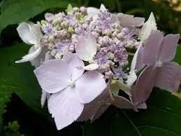 Fűrészeslevelű hortenzia - "Blue Deckle" - Hydrangea Serrata