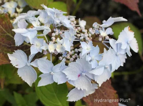 Fűrészeslevelű hortenzia - "Blue Deckle" - Hydrangea Serrata