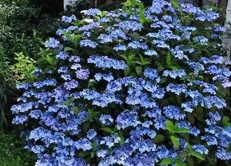 Fűrészeslevelű hortenzia - "Blue Deckle" - Hydrangea Serrata