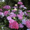 Fűrészeslevelű hortenzia - "Preziosa" - Hydrangea Serrata - Cs9