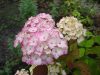 Fűrészeslevelű hortenzia - "Preziosa" - Hydrangea Serrata - Cs9