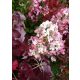 Tölgylevelű hortenzia " Burgundy" Hydrangea quercifolia