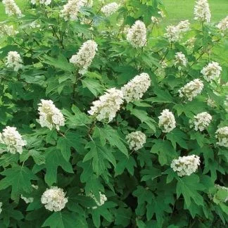 Tölgylevelű hortenzia " Burgundy" Hydrangea quercifolia