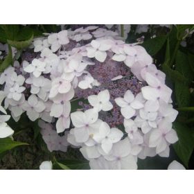   Fűrészeslevelű hortenzia - "Cloudi" - Hydrangea Serrata