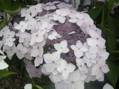 Fűrészeslevelű hortenzia - "Cloudi" - Hydrangea Serrata