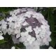 Fűrészeslevelű hortenzia - "Cloudi" - Hydrangea Serrata