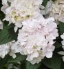 Fűrészeslevelű hortenzia - "Cloudi" - Hydrangea Serrata