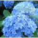 Kék virágú Kerti Hortenzia " Nikko Blue" - Hydrangea macrophylla
