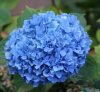 Kék virágú Kerti Hortenzia " Nikko Blue" - Hydrangea macrophylla