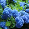 Kék virágú Kerti Hortenzia " Nikko Blue" - Hydrangea macrophylla