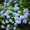 Kék virágú Kerti Hortenzia " Nikko Blue" - Hydrangea macrophylla